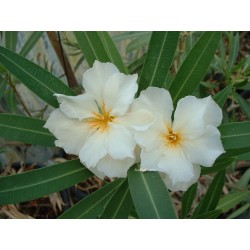 Nerium oleander luteum plenum - laurier rose