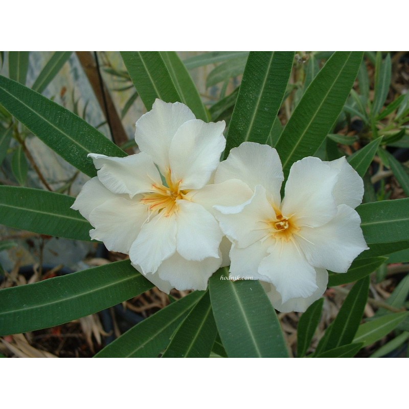 Nerium Oleander Luteum Plenum Laurier Rose