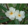 Nerium oleander luteum plenum - laurier rose