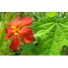 Pavonia Anisodontea missionimum