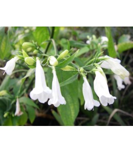 Ruellia graecizans alba