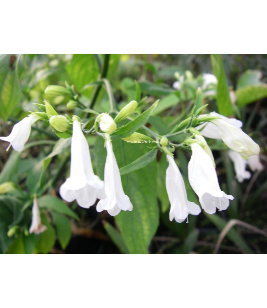 Ruellia graecizans alba
