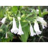 Ruellia graecizans alba