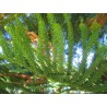 Araucaria heterophylla