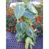 Philodendron scandens brazil