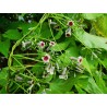 Paederia scandens