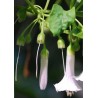 Acnitus alba