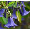 Acnitus bleu