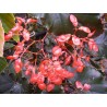 Begonia anna christine