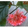 Begonia lucernae