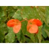 Begonia lois burks