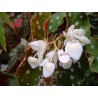 Begonia maculata wightii