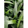 Aspidistra milky way