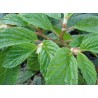 Begonia ulmifolia