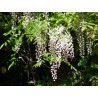 Wisteria sinensis alba (glycine)
