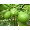 Citrus bergamia
