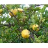 Citrus cedrat etrog
