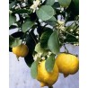 Citrus lime mexicaine