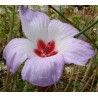 Hibiscus alyogine hakeifolia
