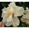 Hibiscus odense blanc