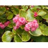 Begonia ville de zurich rose