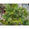 Begonia ricinifolia