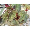 Begonia platanifolia