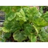 Begonia mazae