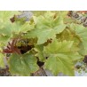 Begonia heracleifolia