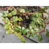 Begonia foliosa