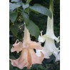 Brugmansia angel love