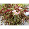 Begonia ginny