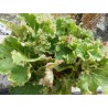 Begonia crista verde