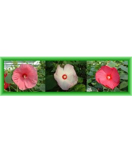 Offre speciale Hibiscus