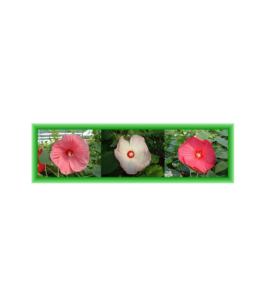 Offre speciale Hibiscus