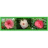 Offre speciale Hibiscus