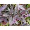 Tradescantia violacea