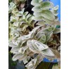 Tradescantia sillamontana