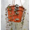 Ceropegia