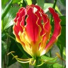 Gloriosa rotschildiana