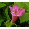 Maurandya erubescent
