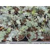 Eucalyptus baby blue