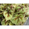 Begonia masoniana