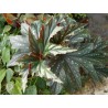 Begonia sophie cecile