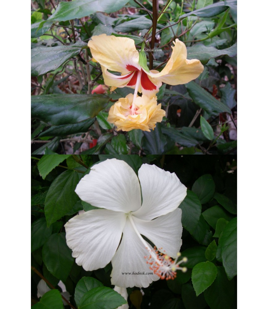 Offre speciale Hibiscus