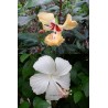 Offre speciale Hibiscus