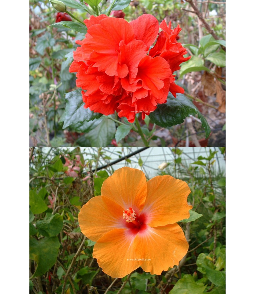 Offre speciale Hibiscus