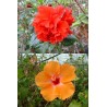 Offre speciale Hibiscus