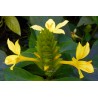 Barleria micans