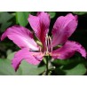 Bauhinia purpurata